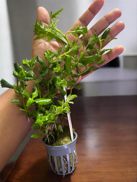 Water Wisteria Live Aquarium Plant | Hygrophila Difformis | Fast Growing Beginner Plant | Shrimp & Background Plant