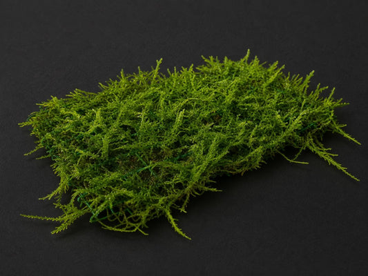 Aquatic Moss Mat | Live Freshwater Aquarium Moss | Shrimp Tank Carpet Plant | Aquascape Decor (3x3 Mat)