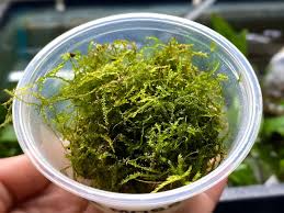 Java Moss