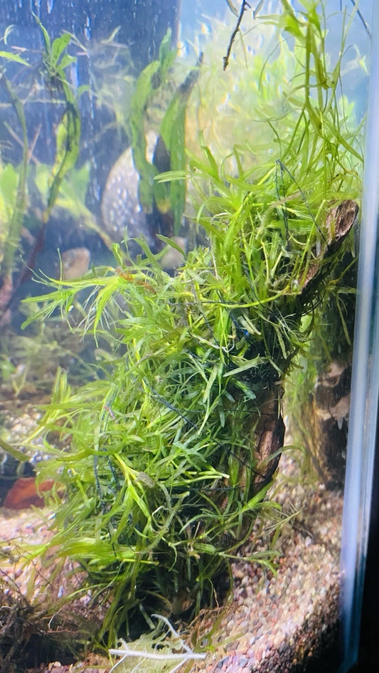 Guppy Grass – Fast-Growing, Beginner-Friendly Live Aquarium Plant (Najas guadalupensis)