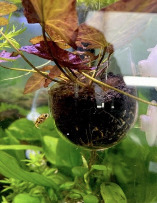 Tiger Lotus – Stunning Live Aquarium Bulb Plant (Nymphaea zenkeri)