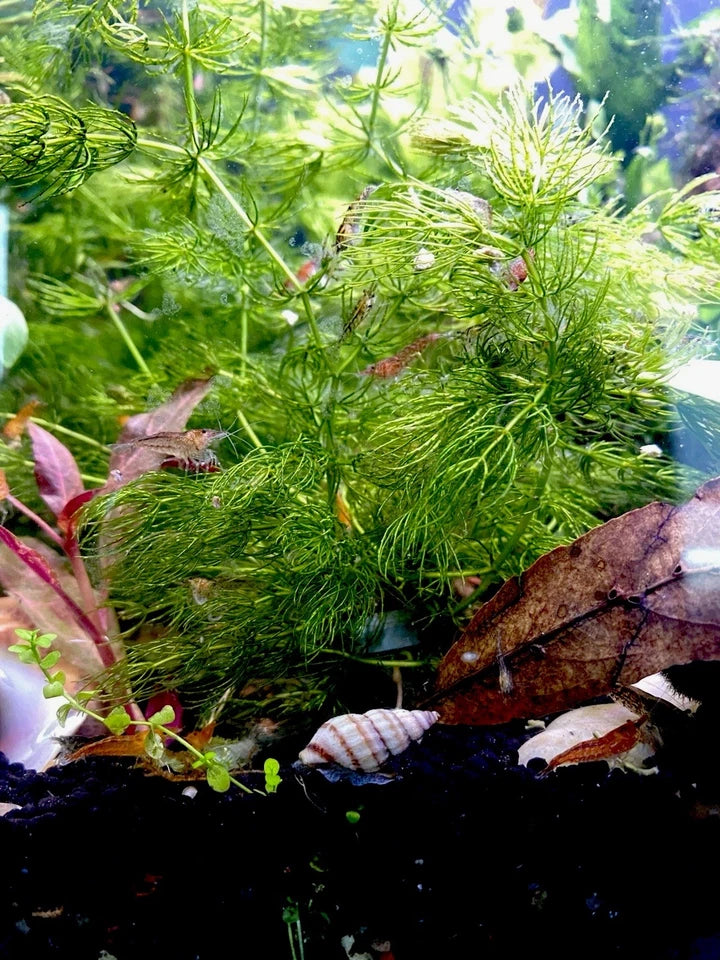 Hornwort – Fast-Growing, Easy Aquarium Plant (Ceratophyllum demersum)