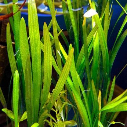 🌿 Sagittaria Wide Leaf – Hardy, Beginner-Friendly Background Aquarium Plant