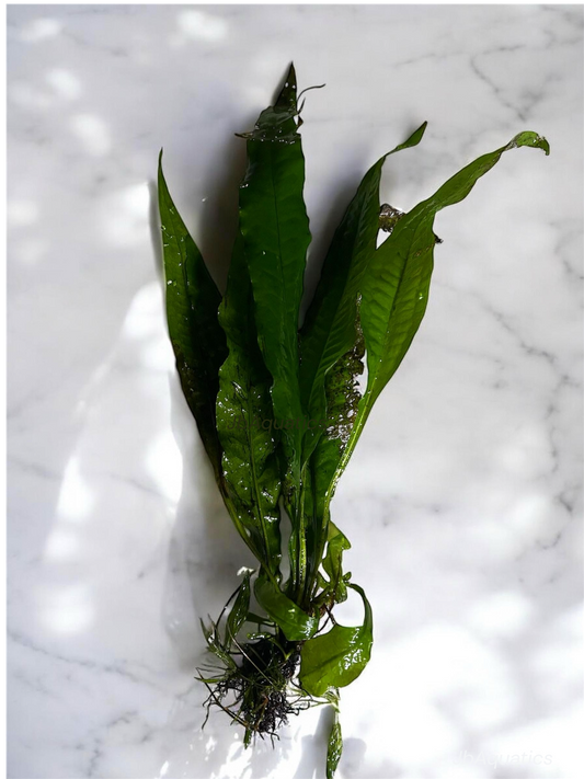 Java Fern – Hardy, Low-Light Aquarium Plant (Microsorum pteropus)