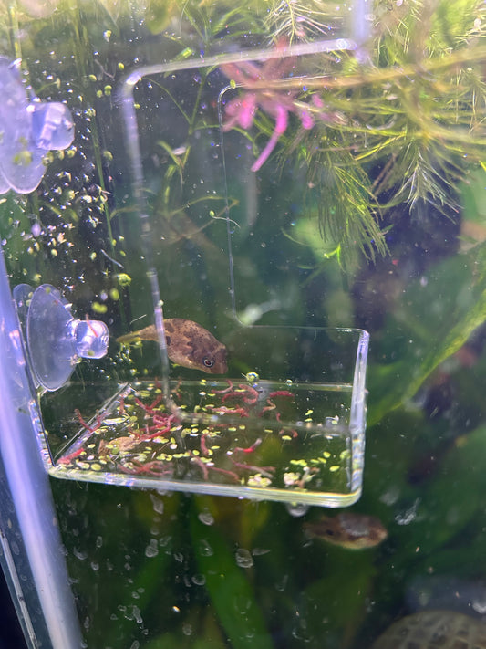 Transparent Fish Feeder With Suction - Aquarium Feeder
