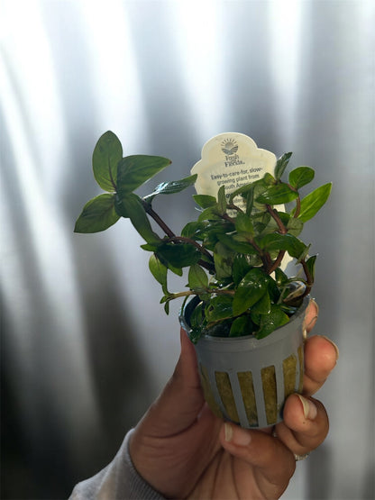 🌿 Staurogyne Repens (Potted) – Compact, Hardy Foreground Aquarium Plant