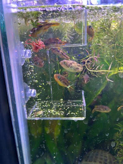 Fish Feeder With Suction - Aquarium Feeder - Two Available Shapes