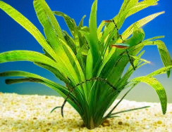 🌿 Sagittaria Wide Leaf – Hardy, Beginner-Friendly Background Aquarium Plant