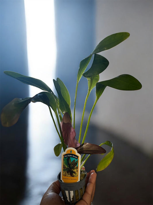 Red Rubin Sword – Vibrant, Hardy Aquarium Plant (Echinodorus ‘Red Rubin’)