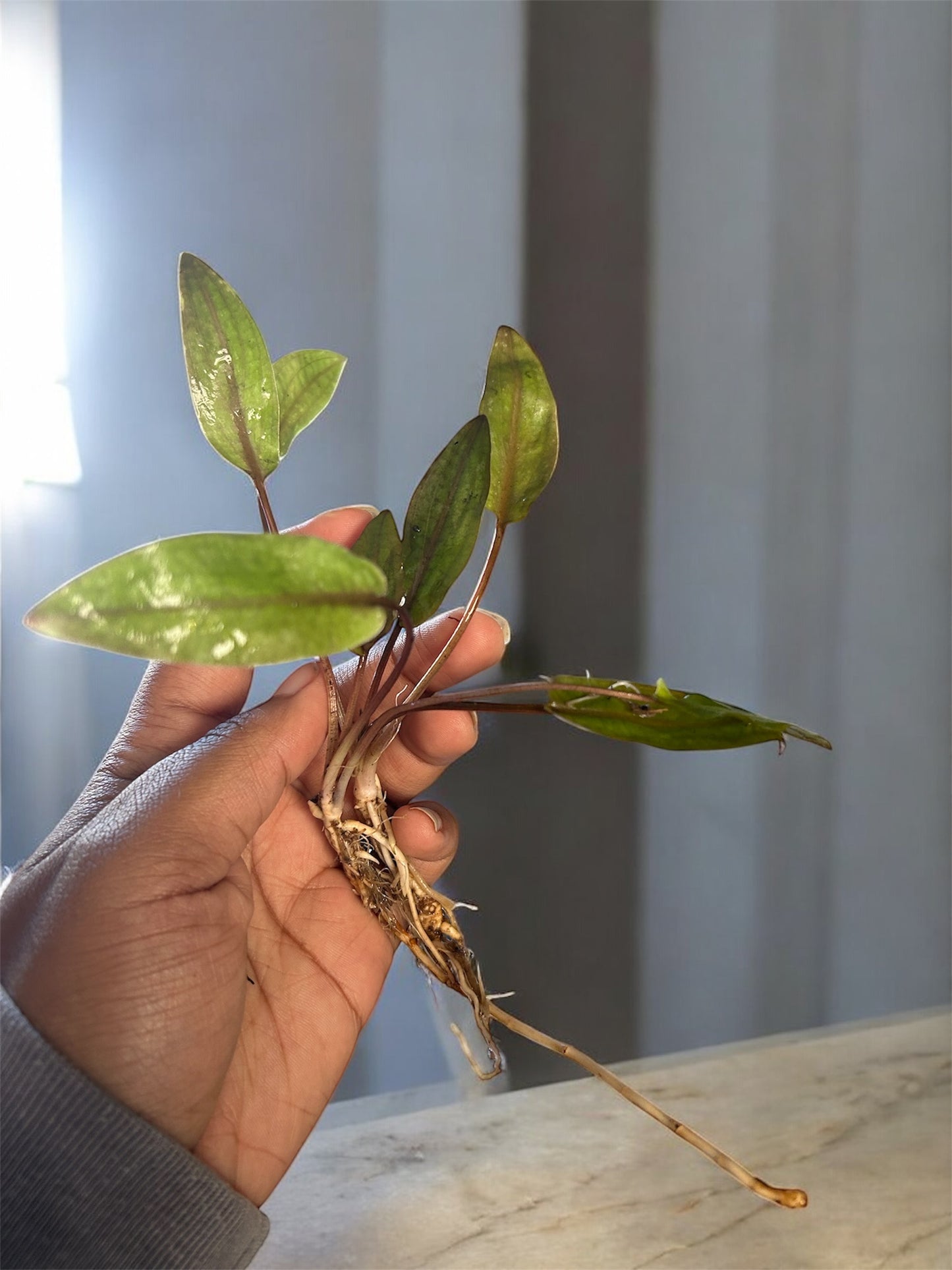 🌿 Cryptocoryne Undulata – Hardy, Wavy-Leaf Aquarium Plant for Midground Beauty