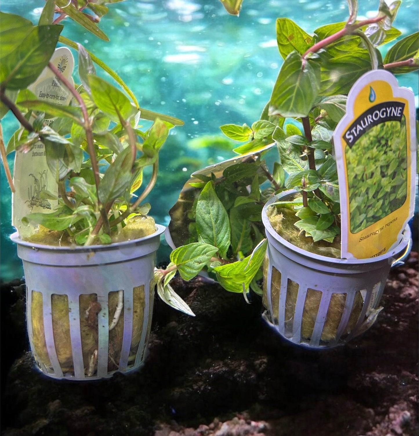 🌿 Staurogyne Repens (Potted) – Compact, Hardy Foreground Aquarium Plant