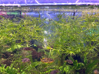 Guppy Grass – Fast-Growing, Beginner-Friendly Live Aquarium Plant (Najas guadalupensis)