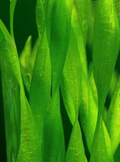 🌿 Corkscrew (curly) Jungle Val – Hardy, Flowing Live Aquarium Plant (Vallisneria americana var. biwaensis)