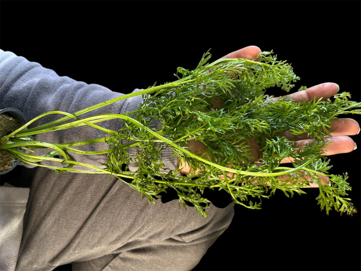 🌿 Water Sprite – Fast-Growing, Versatile Live Aquarium Plant (Ceratopteris thalictroides)