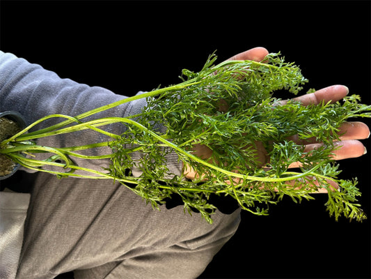 🌿 Water Sprite – Fast-Growing, Versatile Live Aquarium Plant (Ceratopteris thalictroides)