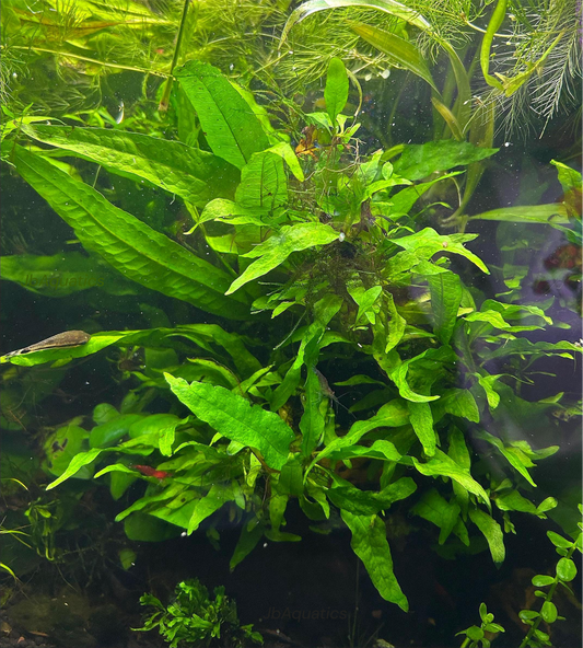 Java Fern – Hardy, Low-Light Aquarium Plant (Microsorum pteropus)