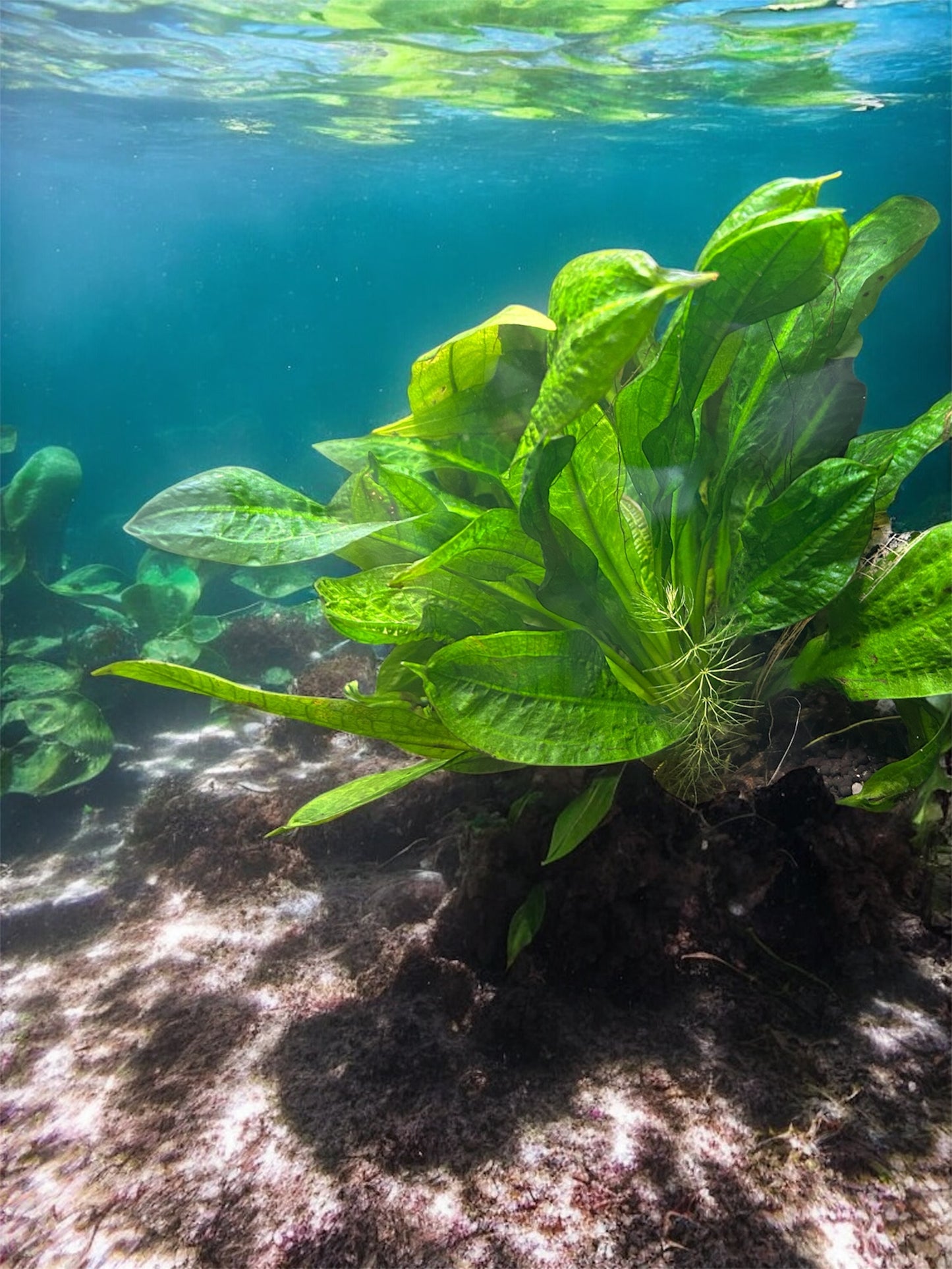 🌿 Rosette Sword – Compact, Hardy Midground Aquarium Plant
