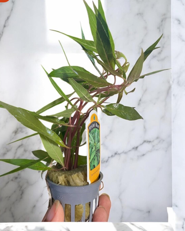 Hygrophila Salicifolia - Live Aquarium Plant - Beginner Plant - Background aquarium plant
