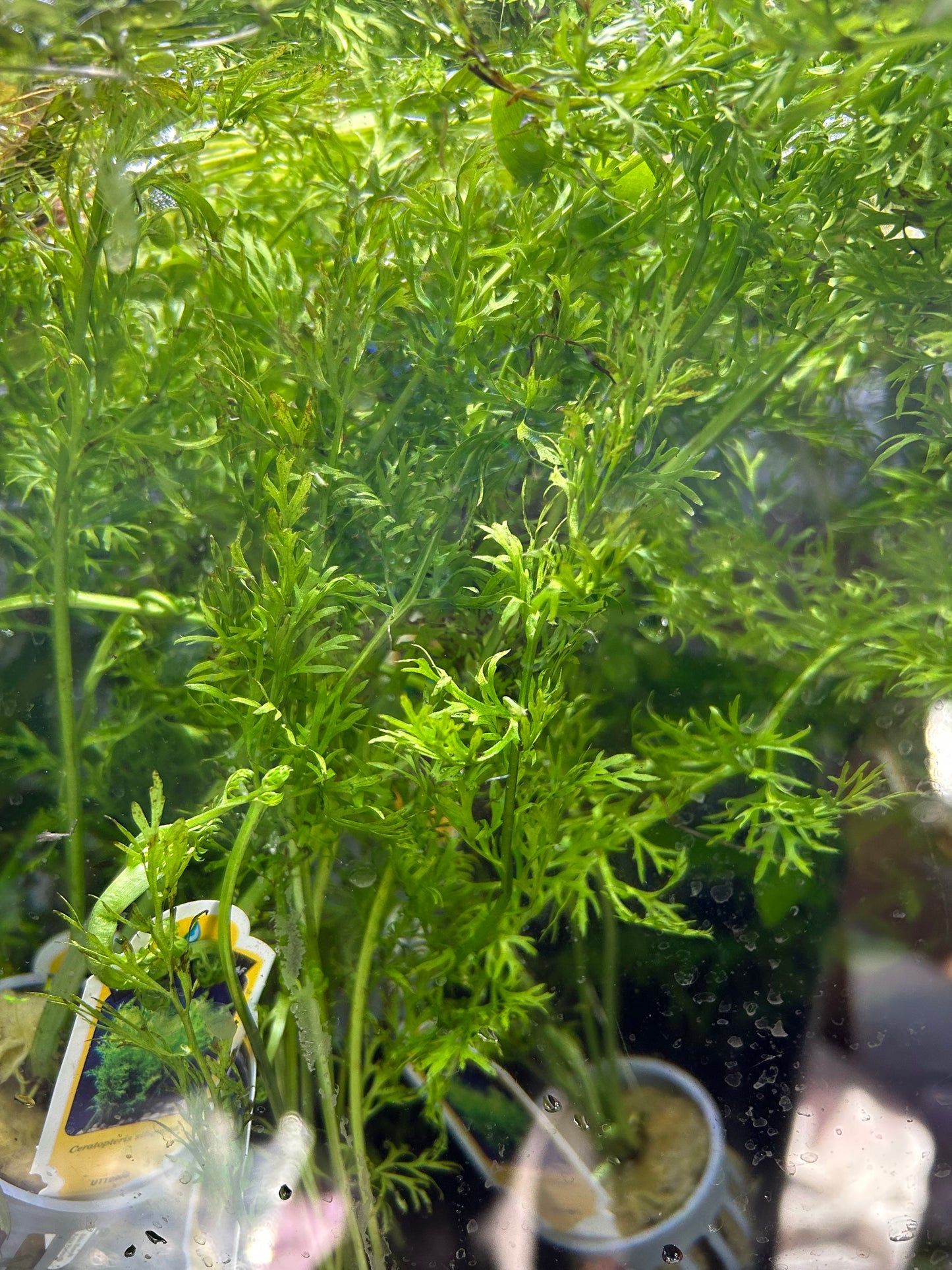 🌿 Water Sprite – Fast-Growing, Versatile Live Aquarium Plant (Ceratopteris thalictroides)