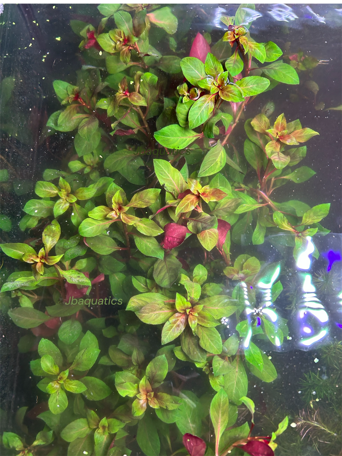 Dark Red Ludwigia – Vibrant Live Aquarium Plant (Ludwigia repens)