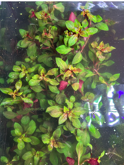 Dark Red Ludwigia – Vibrant Live Aquarium Plant (Ludwigia repens)