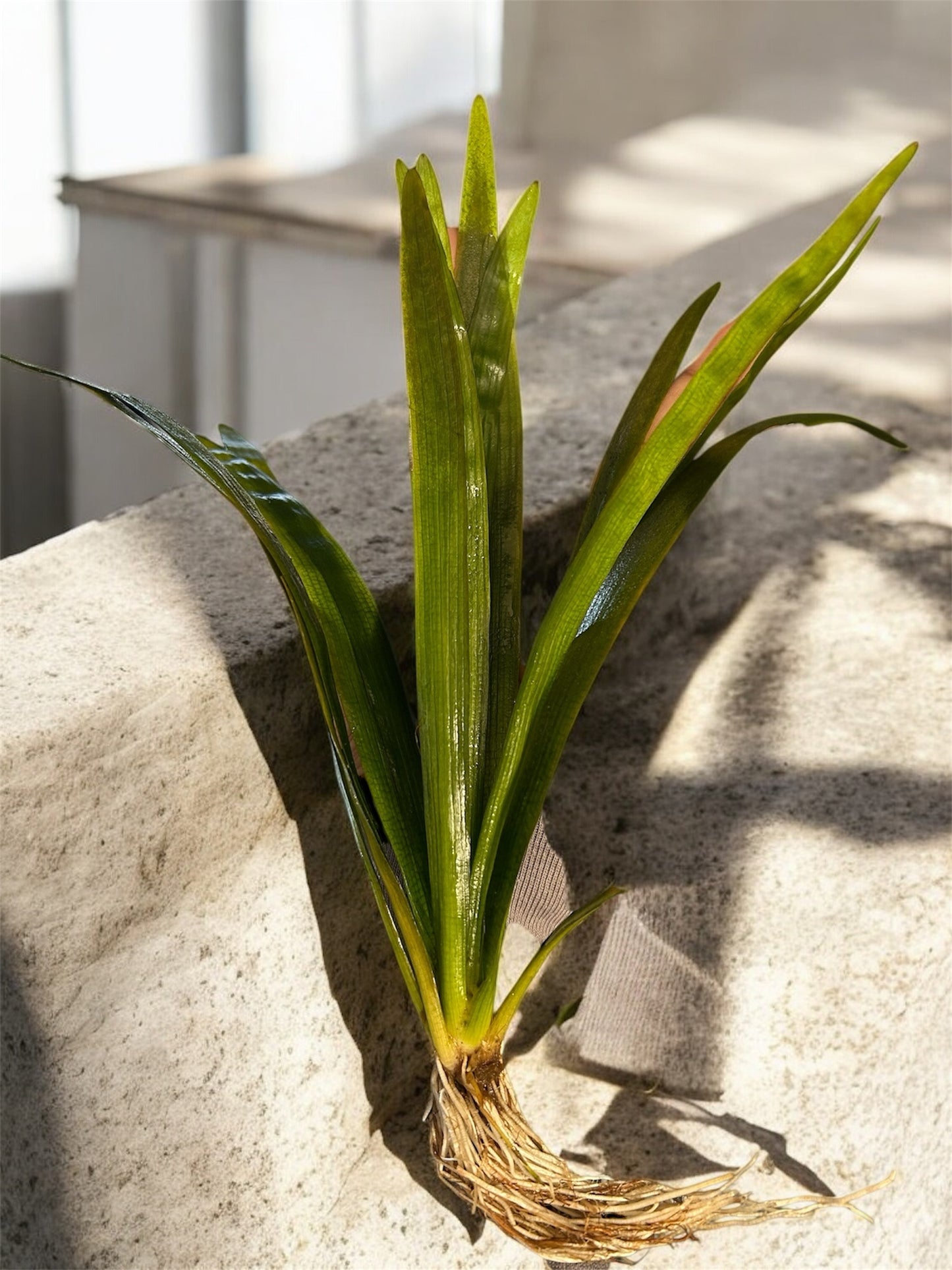 🌿 Sagittaria Wide Leaf – Hardy, Beginner-Friendly Background Aquarium Plant