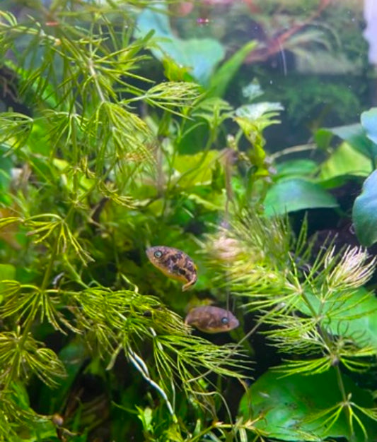 Pick your Own Beginner, Fast Growing Plant Bundle - You choose plants and bundle size!