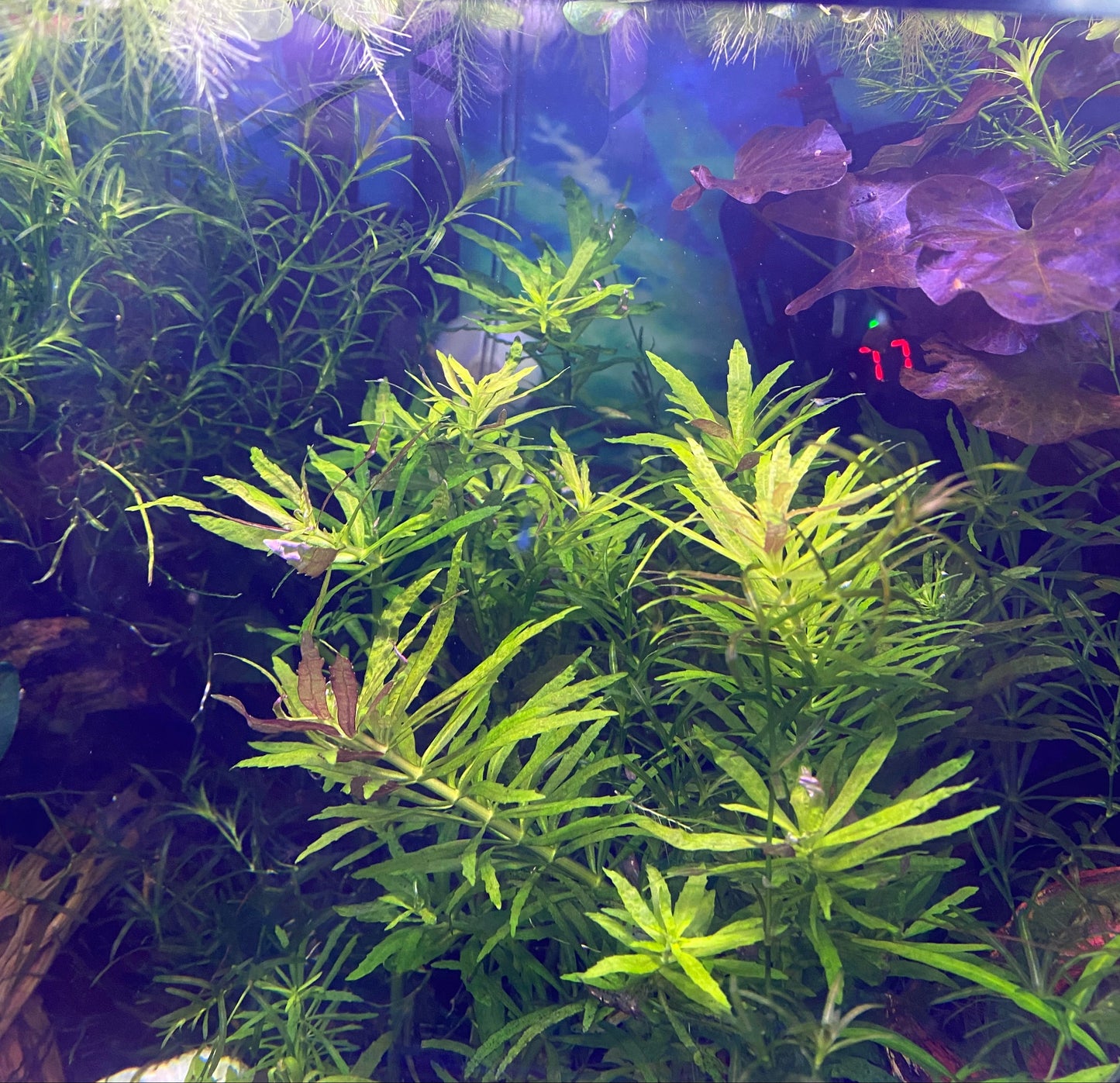 Limnophila Aromatica – Fragrant, Colorful Live Aquarium Plant