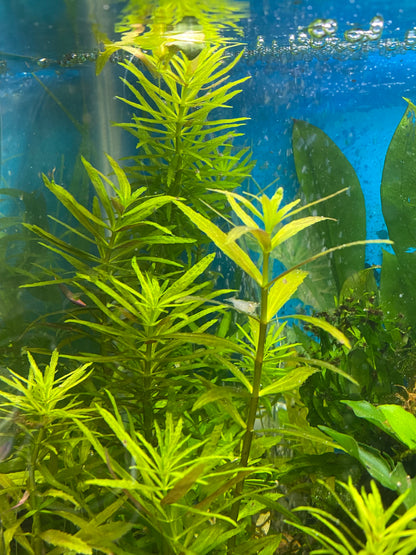 Limnophila Aromatica – Fragrant, Colorful Live Aquarium Plant