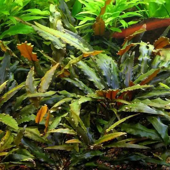 🌿 Cryptocoryne Undulata – Hardy, Wavy-Leaf Aquarium Plant for Midground Beauty