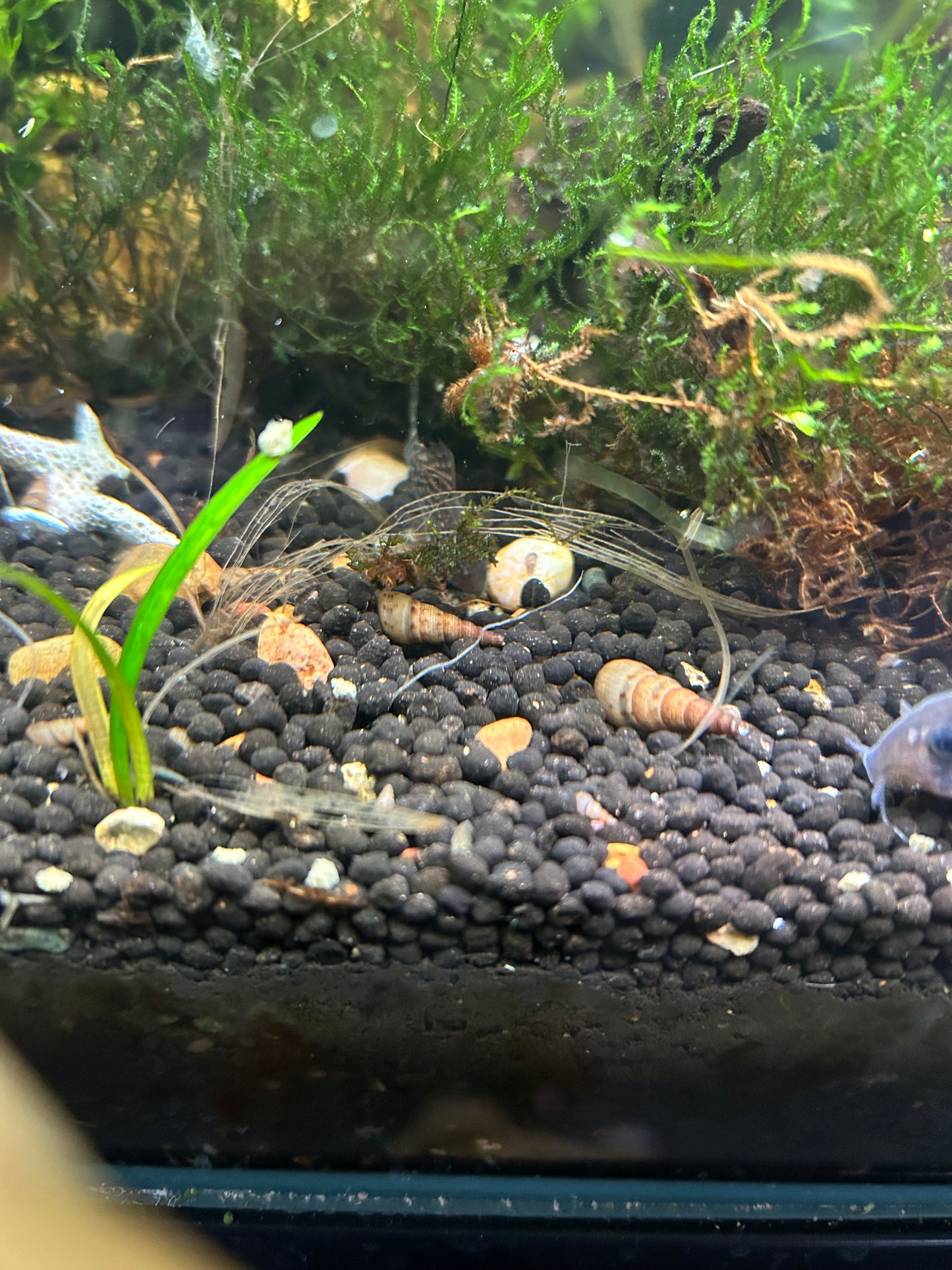 🐌✨ Malaysian Trumpet Snails (MTS) ✨🐌