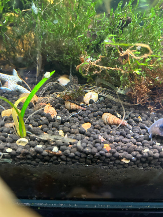 🐌✨ Malaysian Trumpet Snails (MTS) ✨🐌