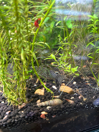 🐌✨ Malaysian Trumpet Snails (MTS) ✨🐌