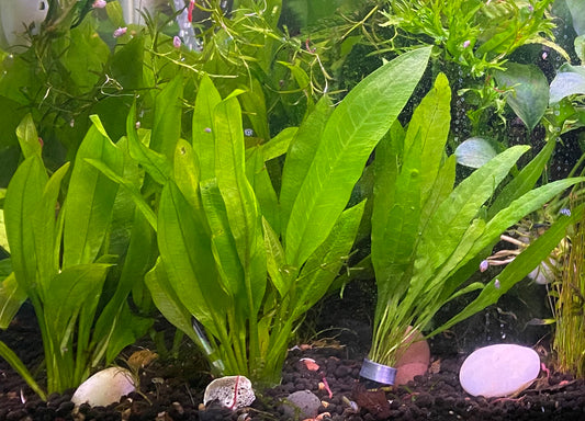 Amazon Sword Compacta – Easy, Hardy Live Aquarium Plant (Echinodorus bleheri ‘Compacta’)