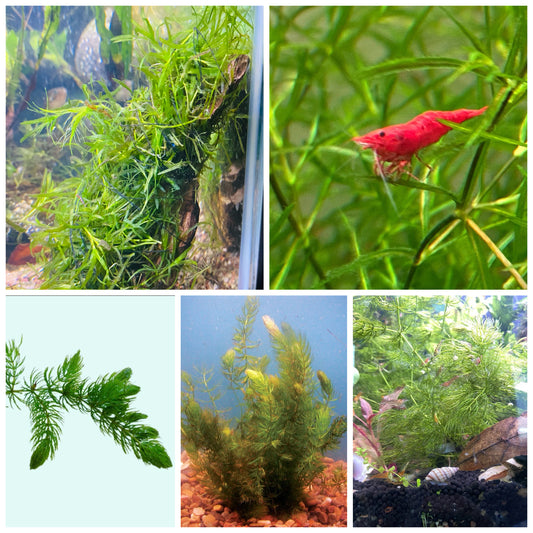 🌿 Hornwort & Guppy Grass Combo – Easy, Fast-Growing Aquarium Plants for Natural Tanks