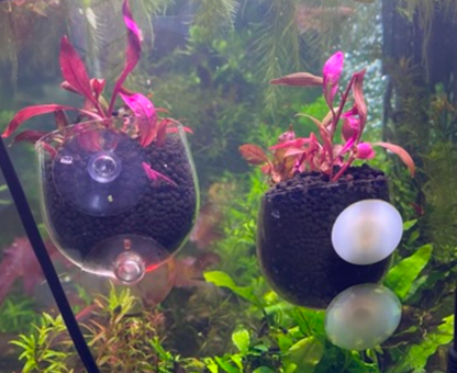 Alternanthera Reineckii – Vibrant Red Live Aquarium Plant