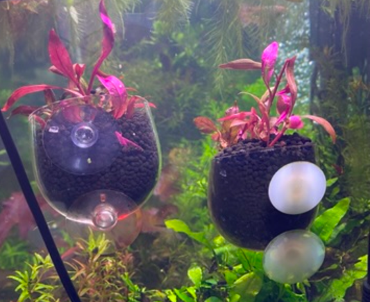 Alternanthera Reineckii – Vibrant Red Live Aquarium Plant