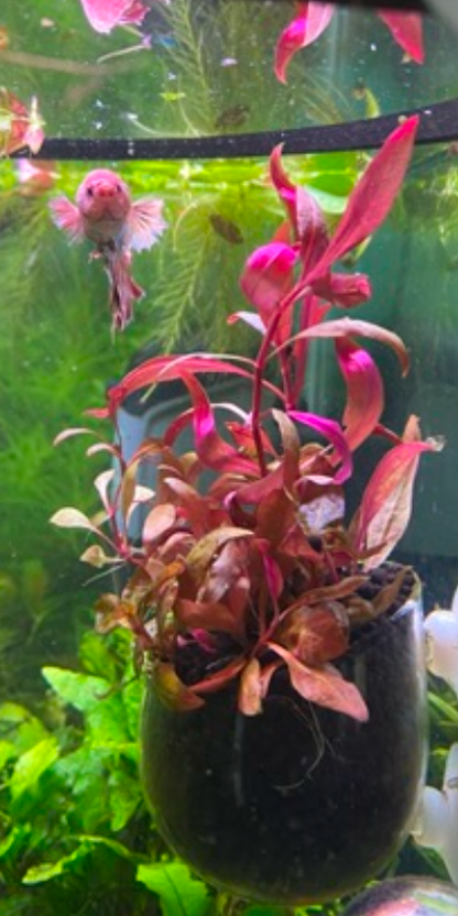 Alternanthera Reineckii – Vibrant Red Live Aquarium Plant