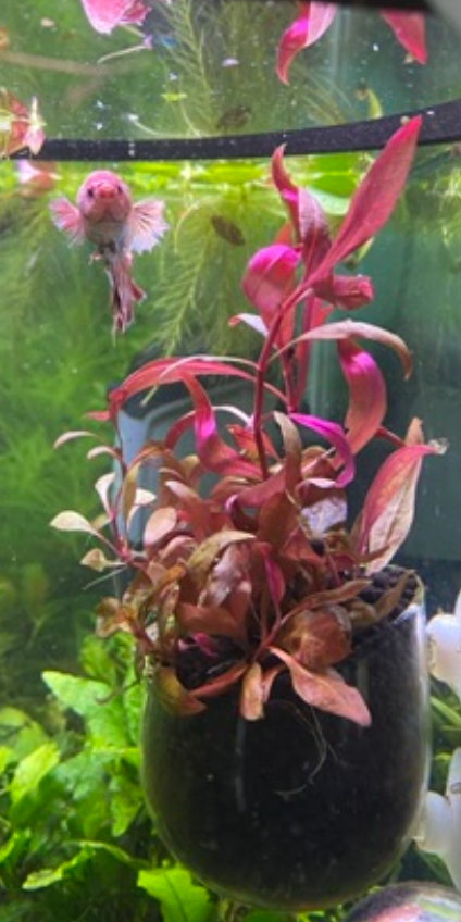 Alternanthera Reineckii – Vibrant Red Live Aquarium Plant