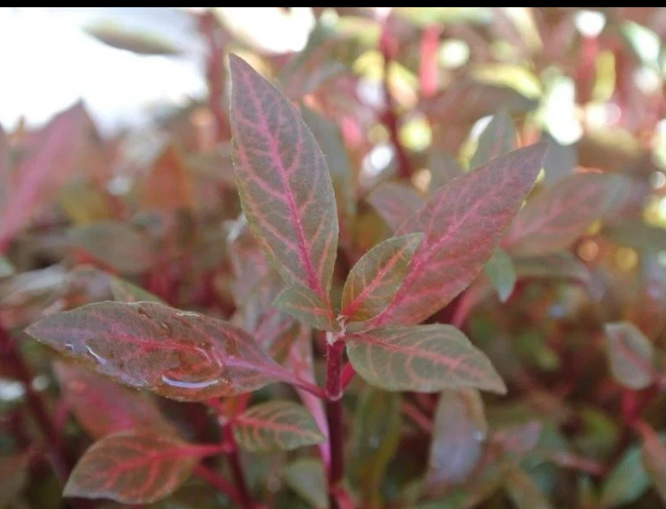 Alternanthera Reineckii – Vibrant Red Live Aquarium Plant