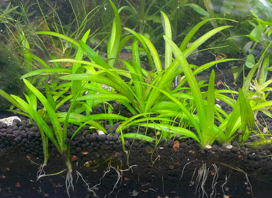 Dwarf Sagittaria – Easy Foreground Live Aquarium Plant (Sagittaria subulata)