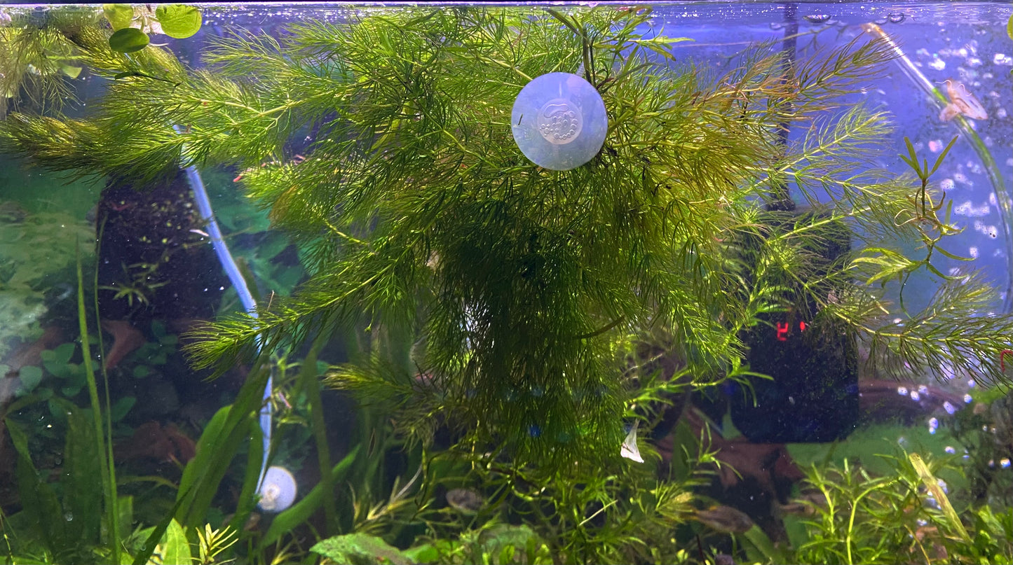 Hornwort – Fast-Growing, Easy Aquarium Plant (Ceratophyllum demersum)