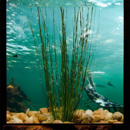 🌾 Tall Hairgrass – Elegant, Easy Live Aquarium Plant (Eleocharis montevidensis)