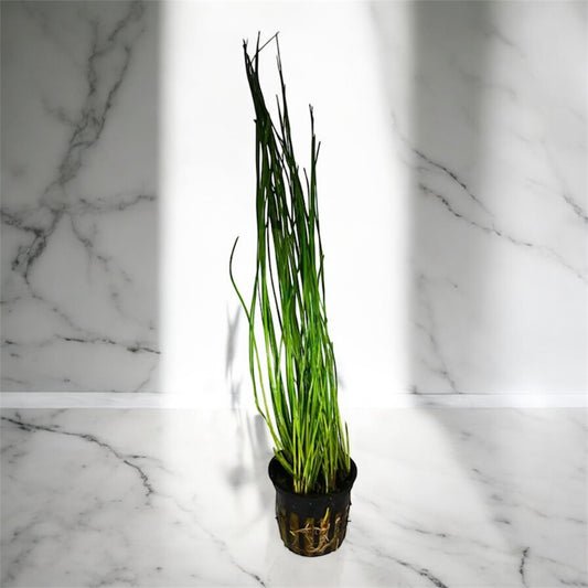 🌾 Tall Hairgrass – Elegant, Easy Live Aquarium Plant (Eleocharis montevidensis)