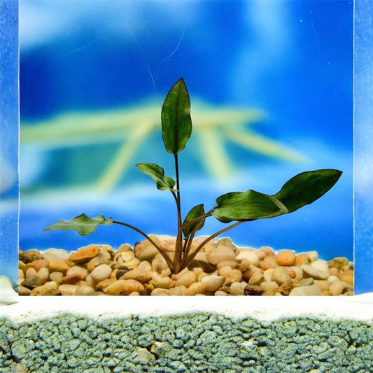 🌿 Cryptocoryne beckettii – Easy, Hardy Midground Live Aquarium Plant