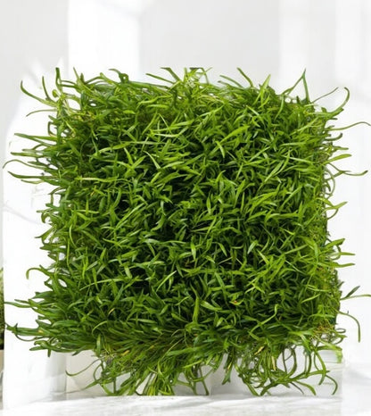 🌱 Mini Micro Sword – Compact, Lush Live Aquarium Plant (Lilaeopsis brasiliensis)