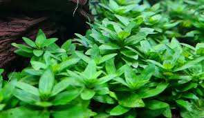 🌿 Staurogyne Repens (Potted) – Compact, Hardy Foreground Aquarium Plant