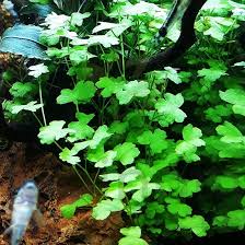 Hydrocotyle Tripartita ‘Japan’ – Bright, Fast-Growing Live Aquarium Plant