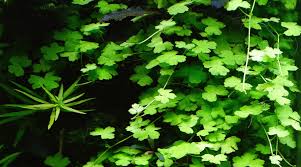 Hydrocotyle Tripartita ‘Japan’ – Bright, Fast-Growing Live Aquarium Plant