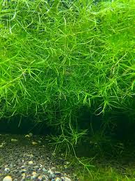 Guppy Grass – Fast-Growing, Beginner-Friendly Live Aquarium Plant (Najas guadalupensis)